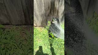 I can’t water if this menace is around. #garden #gardening