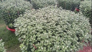 làng hoa cúc tết châu Đức 0984814591