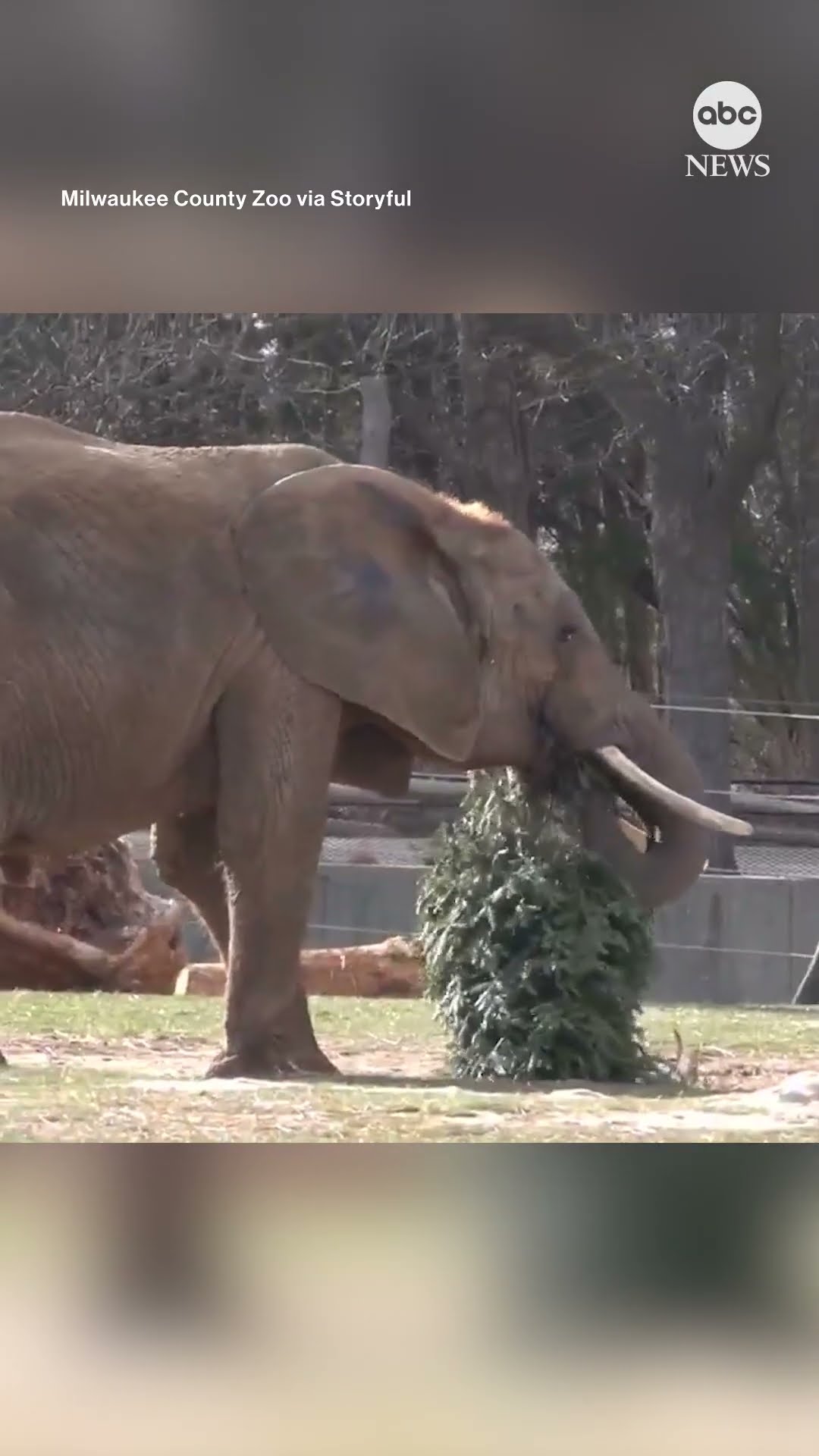 Elephants munch on trees at Wisconsin zoo