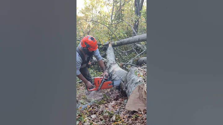 #husqvarna #logging #chainsaw #lumberjack #asmr #bushcraft #forest #satisfying #wood #tree
