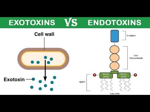 Video: Perbezaan Antara Endotoksin Dan Exotoxin