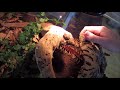 Male Scolopendra gigantea grabs a chicken heart