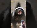 Honey badgers |Fearless beast |Facts