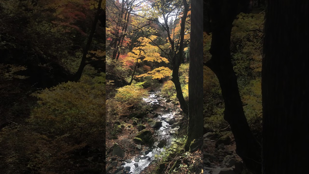 榛名神社の紅葉 年11月 Autumn Leaves In Haruna Shrine In Nov Youtube