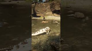 pt763 Simulate amazing survival skills , #shorts