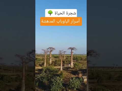 شجرة الباوباب المدهشة معلومات حقائق لايك اشتراك الطبيعة اكسبلور