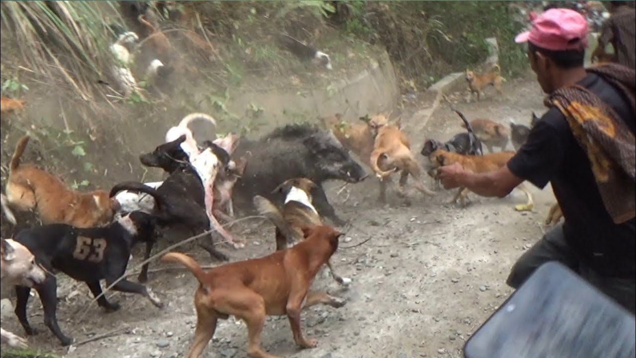 MAKAN KORB4N !!! BABI HUTAN SUPER BESAR DAN KEBAL BERHASIL DITEMUKAN