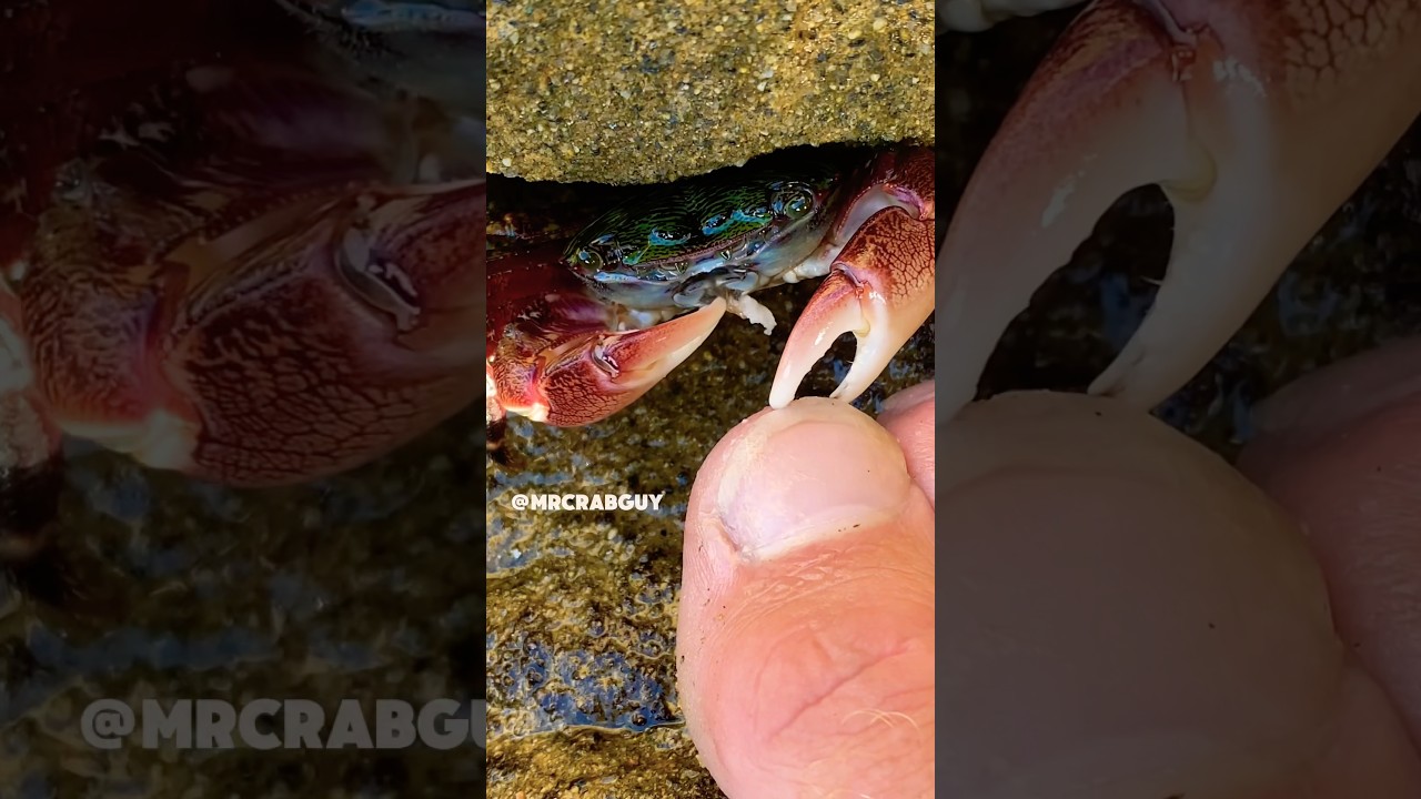 SATISFYING ASMR Sounds | Crab ASMR