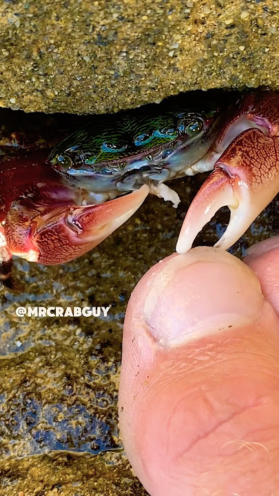 SATISFYING ASMR Sounds | Crab ASMR