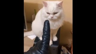 Funny And Intaligent Dogs Video