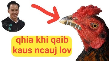 Qhia khi kaus ncauj qaib thaum sib ntaus es lov lawm