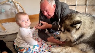 Giant Husky Gets Jealous Of New Baby Cuddles! (Cutest Ever!!)