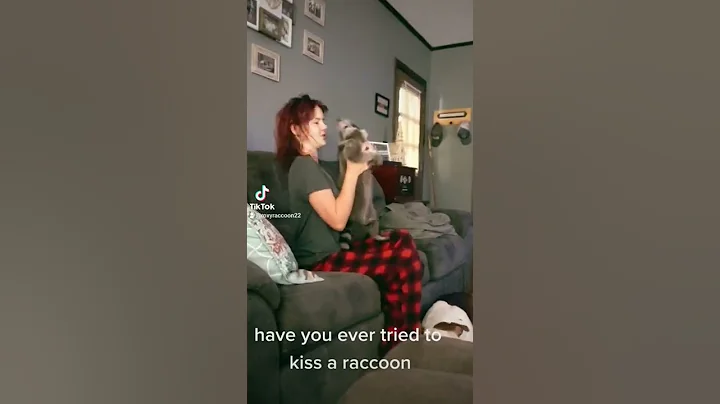 have you ever kissed a raccoon? #raccoon #explore #pets #trashpanda #petlover #exoticpets #foryou