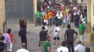 2º TORO ENSOGADO EN CABRETÓN ( LA RIOJA ) 2009.