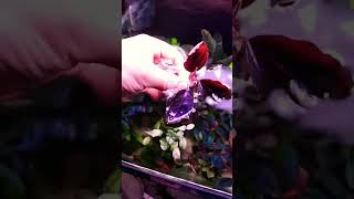 Bucephalandra Moonlight #akwarium #bucephalandra #aquarium #hobby