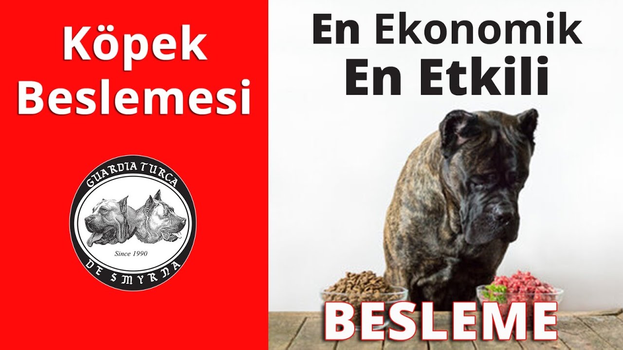 Köpek Beslemesi - En Ekonomik ve En Etkili Besleme
