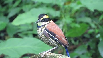 Paok Pancawarna (Javan-banded Pitta)