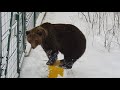 Любопытная находка в снегу. Медведь Мансур 🐻📦