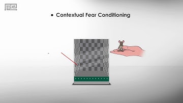Fear Conditioning Chamber