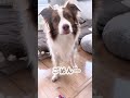 人間の言葉がわかる犬、お留守番を告げられた結果…【ボーダーコリー】 #shorts