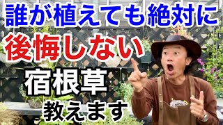 【これが大正解】花も葉も年中楽しめる宿根草教えます　　　　　　【カーメン君】【園芸】【ガーデニング】【初心者】