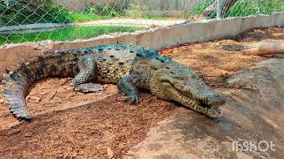 Crocodylus Acutus (Cocodrilo Americano) Características y limpieza de recinto🐊