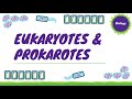 Eukaryotes & Prokaryotes (Cell Structure) | Cell Biology #1 (AQA GCSE Biology)