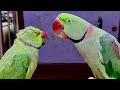 Parrot Talking Green Parrot Talking Parrot Sound Parrot Talking Green Parrot Talking Parrot Sound