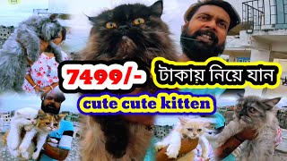 ৭৪৯৯ টাকায় আপনার পছন্দের Cute Cat নিয়ে যানDoll face punch face & blue eyes Persian kitten price