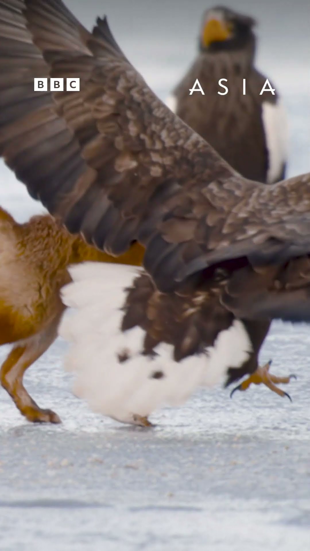 Meet nature's Traitors - BBC