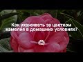 КАМЕЛИЯ. Советы по уходу в домашних условиях