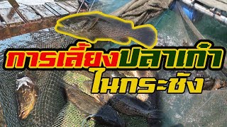 เลี้ยงปลาเก๋าในกระชัง | ขายดี ราคาสูง