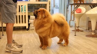 Chow chow puppy Singapore by Pawfessional Pet Care 384 views 6 days ago 1 minute, 29 seconds