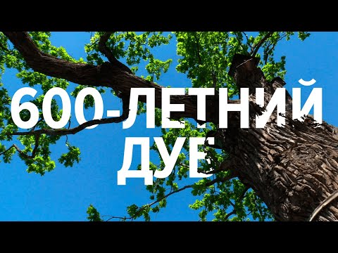 Спасение 600-летнего дуба