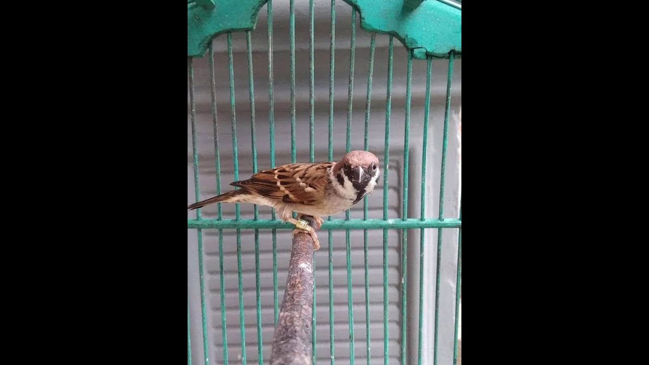 Gereja Tarung Gacor Masteran Mantap Buat Murai Batu Dan Cucak Ijo