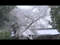 雪降る満開の桜-ソメイヨシノ・八重紅しだれ