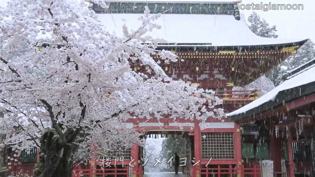 雪降る満開の桜 宮城 塩釜神社 ソメイヨシノ 八重紅しだれ Youtube