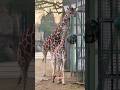 #giraf #baby #giraffe #cute #jirafa #bebé #जिराफ #长颈鹿 ##زرا #Artis #zoo #Amsterdam