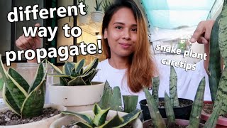 SNAKE PLANT PROPAGATION IN WATER AND SOIL BY LEAF CUTTINGS || Snake Plant Caretips!
