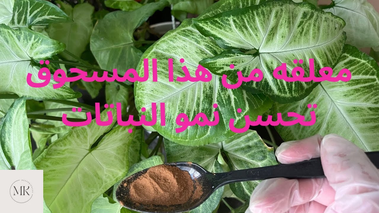 انعاش النباتات المنزلية🪴و تحفيز نمو النباتات بمعلقه واحده🍀🍀