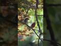 House finch wife:“I told you… go get me some food… not stand there.” 😑🐦#birds #nature #asmr #shorts