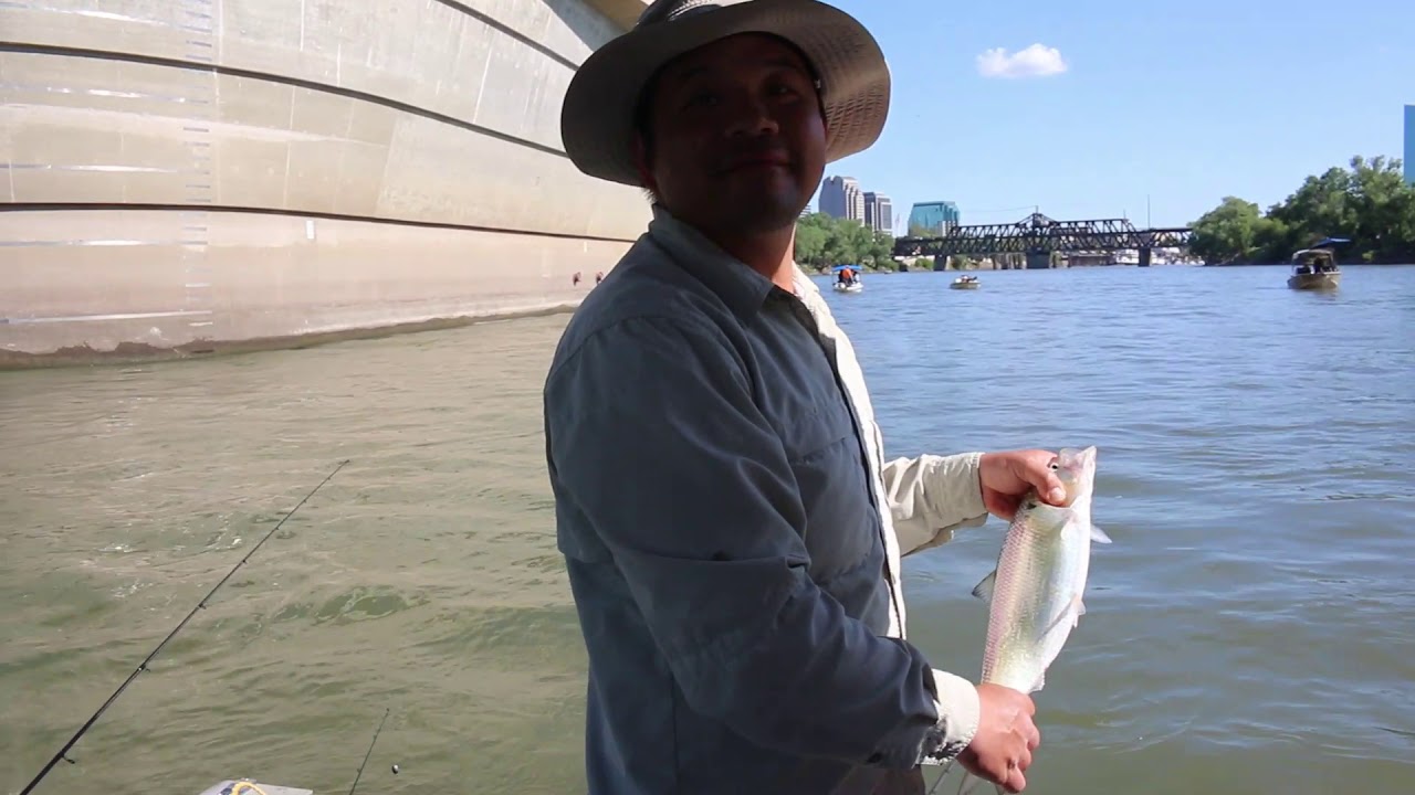 A Good Shad Fishing Day At Discovery Park Sacramento YouTube