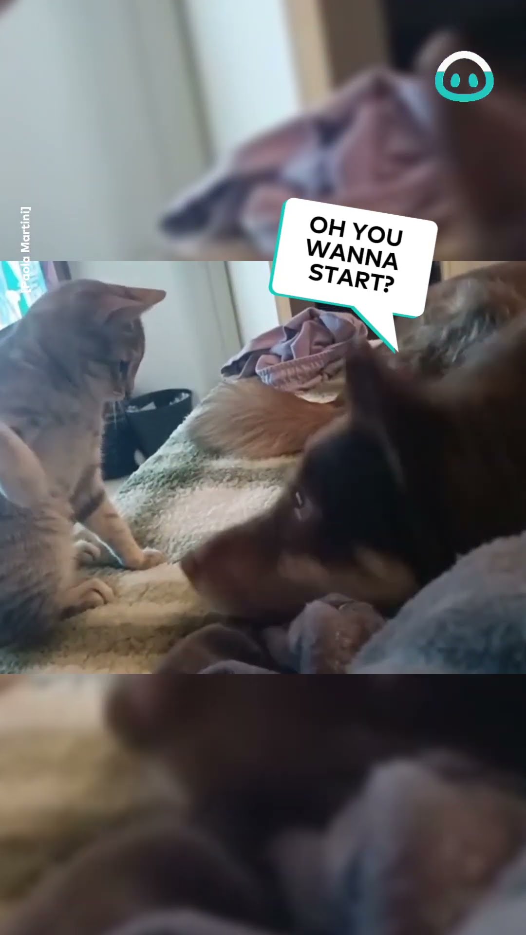 Patient Pup and Riled up Kitten || ViralHog