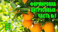 Формировка цитрусовых. Часть 1 #Цитрусовые