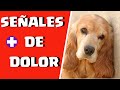 🛑 Como Puedo SABER si mi PERRO tiene DOLOR ⏩ Descubre [ 10 ]  SEÑALES típicas de DOLOR en Perros ✅