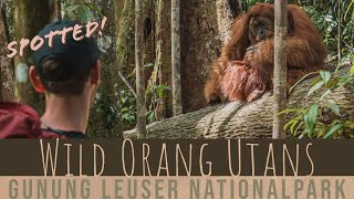 Sumatra Jungle Trekking | Orang Utans in Gunung Leuser Nationalpark | Indonesia