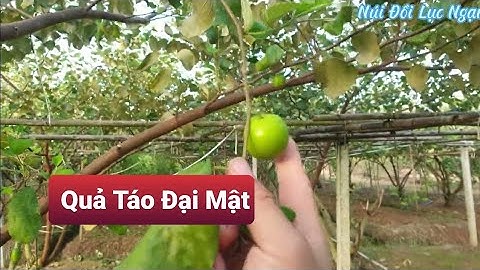 Táo Đậu Quả Đẹp Tại Cánh Đồng Thôn Cầu Sài - Xã Tân Hoa- Lục Ngạn- Bắc Giang l Núi Đồi Lục Ngạn
