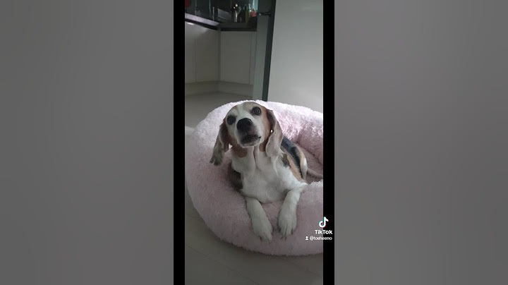 비글이를 화나게 하면?? 생기는 일