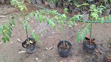 Bán cây cóc Thái giống lùn siêu quả 0977973535