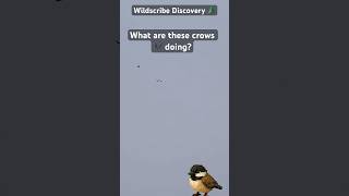 What Are These Crows Doing? 🌲 #shorts #nature #wildernessseason #outdoorlearning #birds #flyingwild